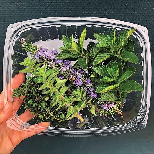 ECO PRODUCTS Compostable 24oz Clear Rectangular Deli Containers With Lids, Pack of 50, Meal Prep, Made from PLA Plastic, A Renewable Material Made from Plants, One Lid Works With All